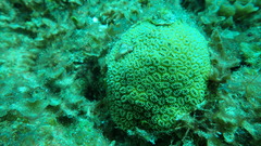 Dichocoenia stokesii