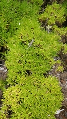 Plantago arborescens maderensis