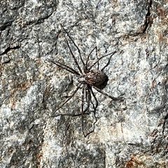 Philodromus spectabilis