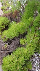 Plantago arborescens maderensis