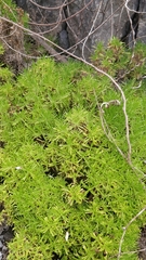 Plantago arborescens maderensis
