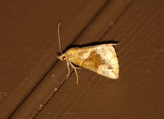 Hypena manalis