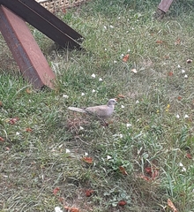 Streptopelia decaocto