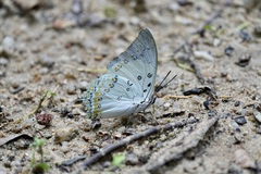 Polyura delphis