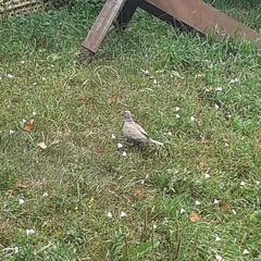 Streptopelia decaocto