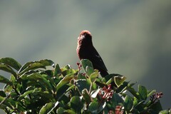 Carpodacus vinaceus
