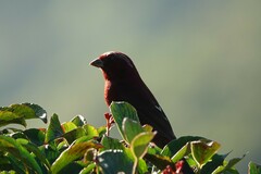 Carpodacus vinaceus