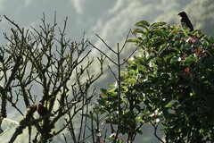 Carpodacus vinaceus