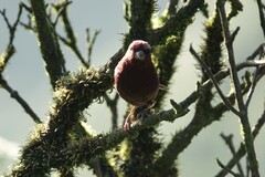 Carpodacus vinaceus
