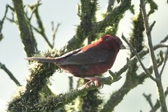 Carpodacus vinaceus