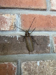 Callipogon proletarius