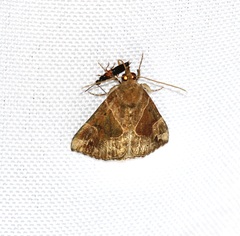 Hypena manalis