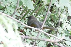 Trochalopteron elliotii