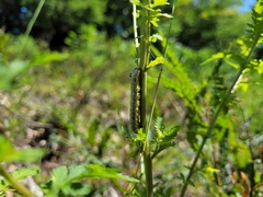 Pyrrhia exprimens
