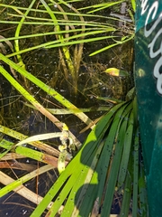 Sparganium fluctuans