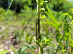 Pyrrhia exprimens
