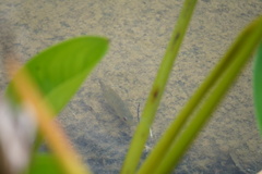 Amphilophus trimaculatus