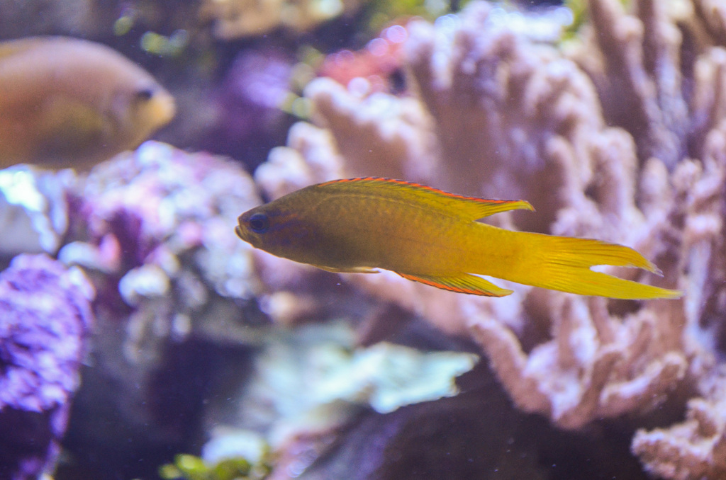 Gold Assessor Basslet