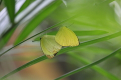 Pyrisitia dina
