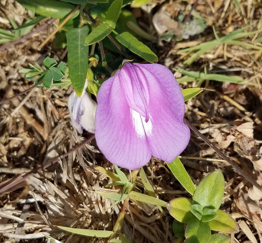 butterfly pea from UT Marine Science Institute, Port Aransas, TX 78373, USA on August 08, 2022