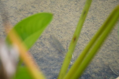 Amphilophus trimaculatus