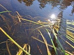 Sparganium fluctuans