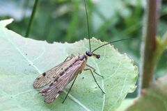 Panorpa alpina