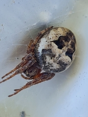 Larinioides suspicax
