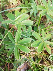 Alpinae