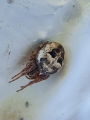 Larinioides suspicax