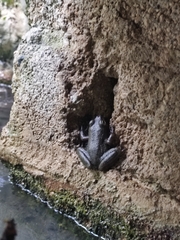 Lithobates psilonota