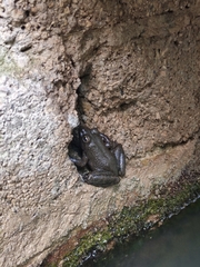 Lithobates psilonota