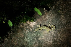 Cyrtodactylus interdigitalis