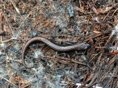 Chiropterotriton orculus