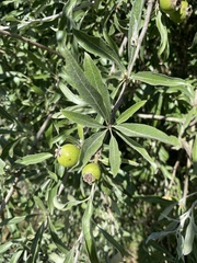 Pyrus salicifolia
