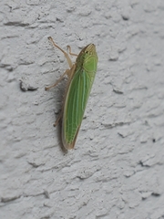 Draeculacephala noveboracensis