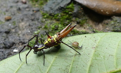 Micrathena sexspinosa