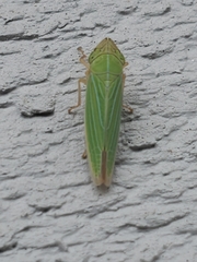 Draeculacephala noveboracensis