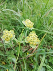 Bupleurum angulosum