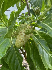 Morinda citrifolia