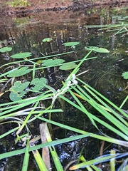 Sparganium fluctuans