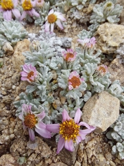 Allardia nivea