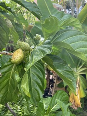 Morinda citrifolia