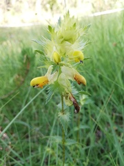 Rhinanthus pumilus