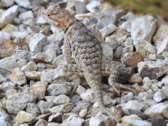 Sceloporus magister