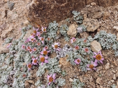 Allardia nivea