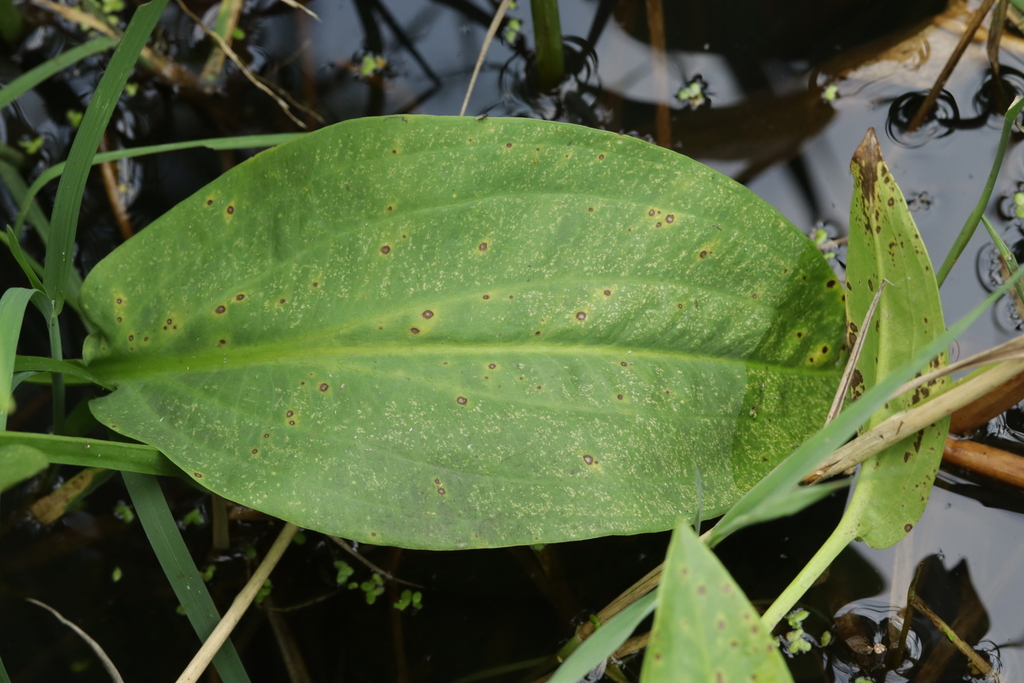 Ascochyta-Brennfleckenkrankheit an einer Pflanze