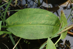 Ascochyta boydii