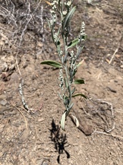 Chenopodium leptophyllum