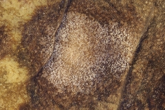 Ascochyta boydii